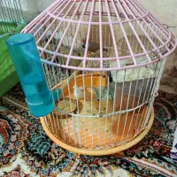 پرنده