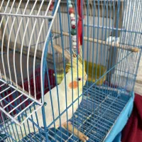 فروشی با قفس وسایلش