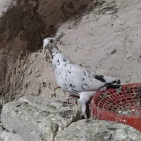 دوتا هفرنگ نر یکی کاکولی یکی بی کاکول