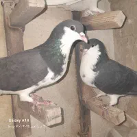 سه تا ماده شهری|پرنده|شیراز, شریف‌آباد|دیوار