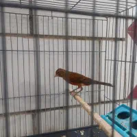 قناری ریزه خون|پرنده|بندر ماهشهر, |دیوار