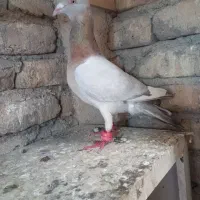 سار سرور نر