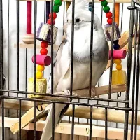 طوطی عروس هلندی|پرنده|بانه, |دیوار