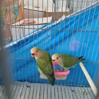 کوتوله برزیلی|پرنده|نجفآباد, سعدی|دیوار