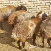 میش آبستن سنگین