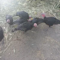 بوقلمون رسمی|حیوانات مزرعه|ماهدشت, |دیوار