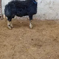 بره قوچ پلنگی گوش بادومی