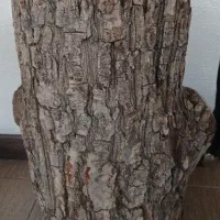 کنده درخت تخفیف دارد