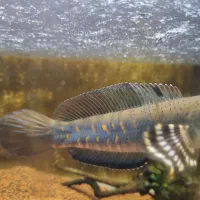 چانا|ماهی|تهران, کیانشهر|دیوار