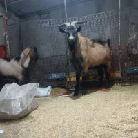 بره ماده بزنرآلپاین معاوضه|حیوانات مزرعه|همدان, |دیوار