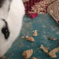 خرگوش|موش و خرگوش|کاشمر, |دیوار