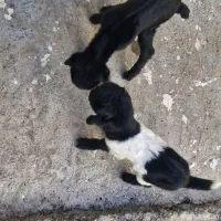 دوتا بزغاله شیری درجه یک