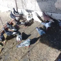 تعدادی کبوتر نر و ماده