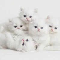 محل واگذاری گربه نژاد مختلف