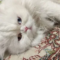 پرشین نر جهت جفگیری