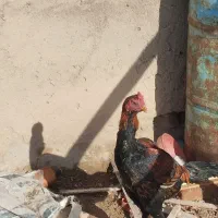 خروس لاری