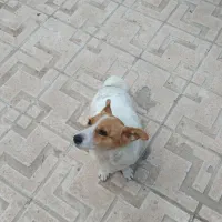 پاکوتا روباهی دوساله بسیار تیز و بازیگوش