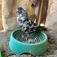 پرشی|پرنده|حمیدیا, |دیوار