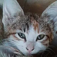 گمشدهبچهگربه۴ماهه