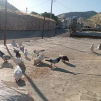 کبوتر|حیوانات مزرعه|باینگان, |دیوار