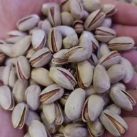 پسته تازه و سوپر دامغان