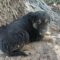 سگ ژرمن|سگ|شمیل, |دیوار