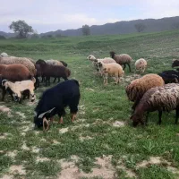 چهارده عدد میش و بره جوان