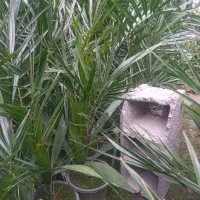 فروش نهال پالم وفونیکس