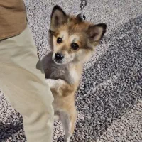 سک پامر اشپیتز روباهی