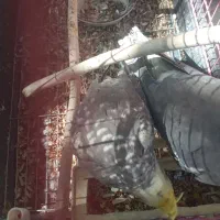 ۱ یی جفت عروس هلندی|پرنده|فارسان, |دیوار