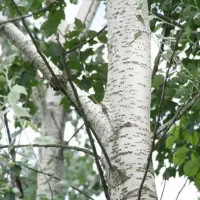 فروش نهال کبوده ۱ الی ۱ نیم متری(۳۵ تومان)