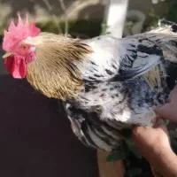 خروس محلی ۱ ساله