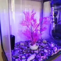 آکواریوم شرکتیJEBO|ماهی|تبریز, |دیوار