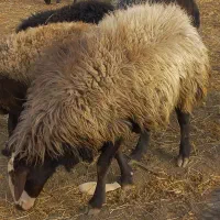 قوچ میش بره بز|حیوانات مزرعه|الیگودرز, |دیوار