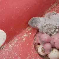 مرغ عشق مولد جوان عالی با سه جوجه سر حال