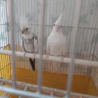 عروس هلندی جفت آلبینو و دوکت