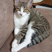 واگذاری فوری  رایگان بچه گربه نر7ماهه DSH موکوتاه.|گربه|رشت, استقامت ۱|دیوار