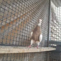 کبوتر طوقی