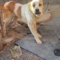 الابای روسی معاوضه دارم