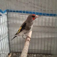 سهره دورگ داغسر|پرنده|قم, شهرک امام حسن|دیوار