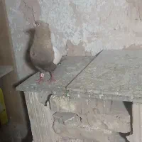 سینه طلایی نر