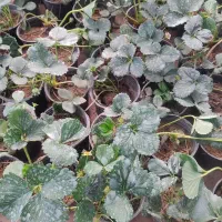 انواع نشا صیفی جات