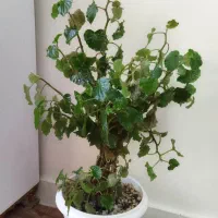 گل عروس