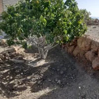 فروش ملک انجیر