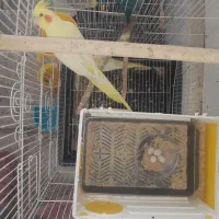 جفت عروس زعفرانی