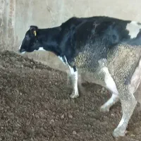 گاو حذفی|حیوانات مزرعه|جوادآباد, |دیوار