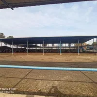 6هکتار دامپروری صنعتی شیری و گلخانه ورامین