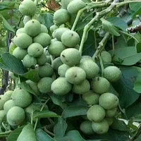 گردو پوست کاغذی