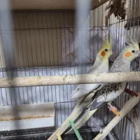 یه جفت عروس هلندی