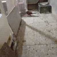 کلسفید|پرنده|قم, هنرستان|دیوار